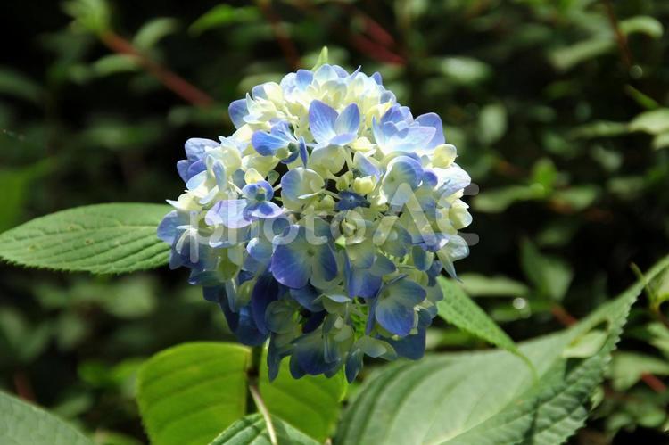 色づきはじめたアジサイ アジサイ,あじさい,紫陽花の写真素材
