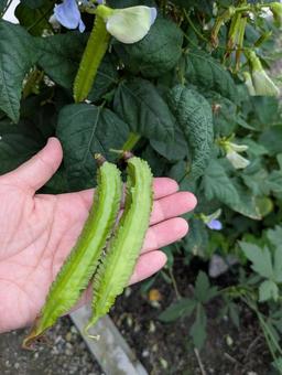 家庭菜園 しかくまめ 秋 2 家庭菜園 しかくまめ 秋 2 家庭菜園,しかくまめ,シカクマの写真素材