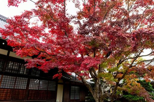 紅葉_026 紅葉_026の写真