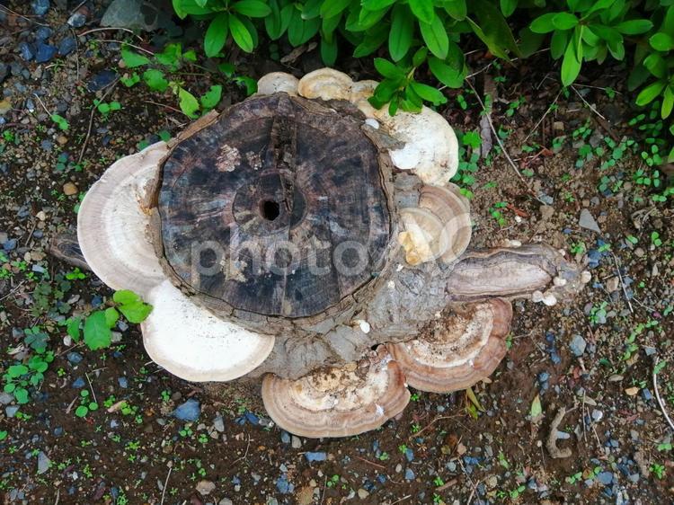 朽ちた切り株に生えたサルノコシカケの仲間 朽ちる,切り株,生えるの写真素材