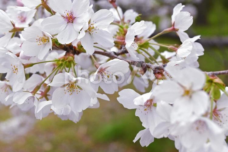 ソメイヨシノの花 木,樹木,はっぱの写真素材