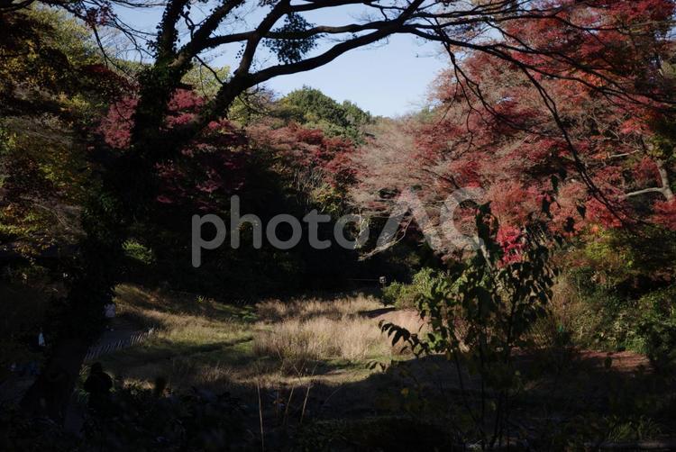 明治神宮で見える風景 明治神宮,東京,神社の写真素材