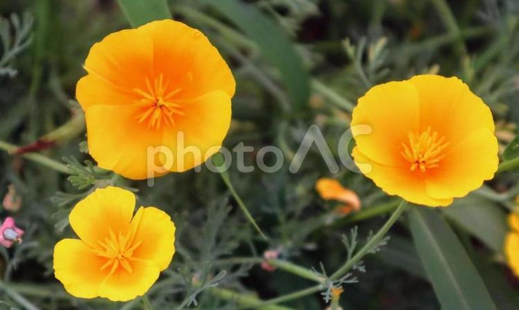 願いを叶えて ハナビシソウ,花,フラワーの写真素材