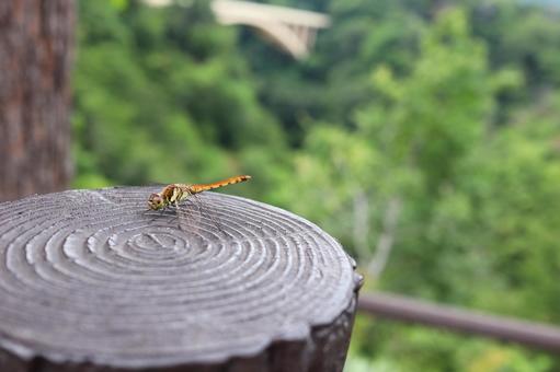 Dragonfly Part 1, JPG