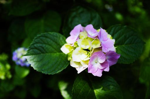 アジサイ 紫陽花 梅雨 水滴,落ち着く,雫,バックグラウンド,背景素材,壁紙,雨,しっとり,テクスチャ,湿気,憂鬱,アンニュイ,流れ落ちる,台風,湿度,ネガティブ,雨音,しとしと,雨の日,田舎の景色,通り雨,梅雨時期,ガラスの水滴 低気圧 豪雨 アジサイ 紫陽花 梅雨 水滴,落ち着く,雫,バックグラウンド,背景素材,壁紙,雨,しっとり,テクスチャ,湿気,憂鬱,アンニュイ,流れ落ちる,台風,湿度,ネガティブ,雨音,しとしと,雨の日,田舎の景色,通り雨,梅雨時期,ガラスの水滴 低気圧 豪雨の写真