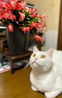 白猫 白猫の写真
