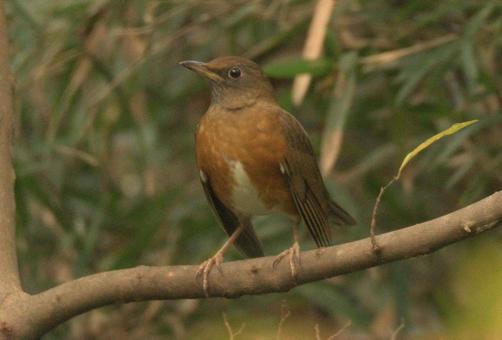 アカハラの写真