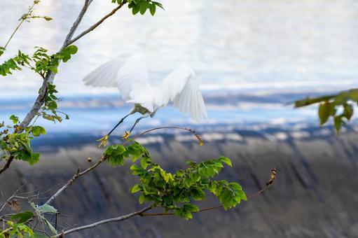 コサギ(48)の写真