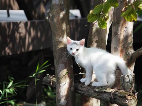 遊ぶ子猫 猫,子猫,遊ぶの写真素材