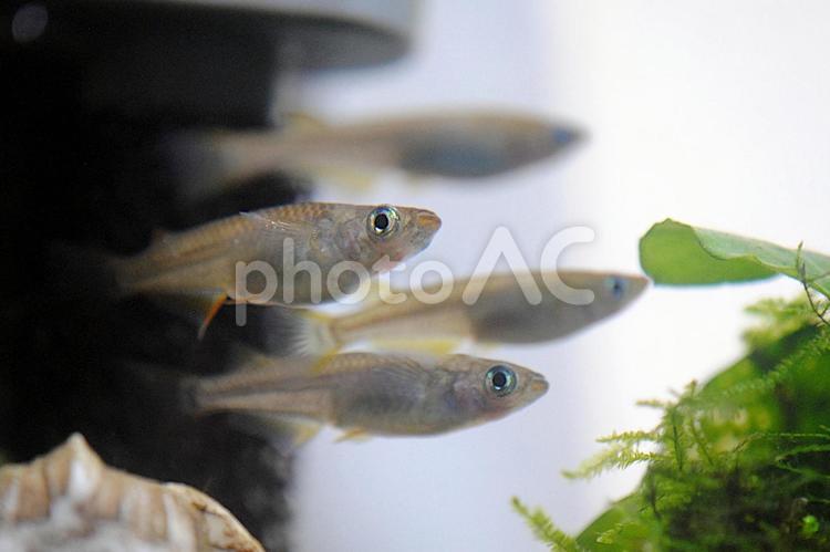 絶滅危惧種・野生メダカ メダカ,野生メダカ,ミナミメダカの写真素材