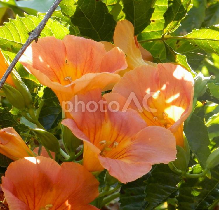 【花の写真】ノウゼンカズラ（凌霄花） ノウゼンカズラ,凌霄花,自然の写真素材