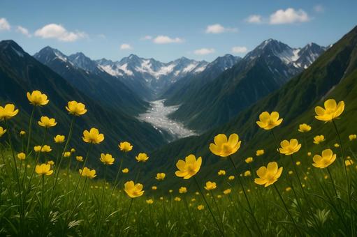 高山に咲く黄花 高山に咲く黄花の写真
