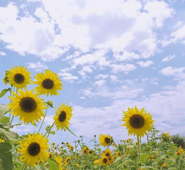 ç ç 夏,四季,壁紙の写真素材