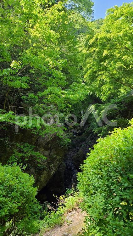 木々と滝 木々,緑,滝の写真素材