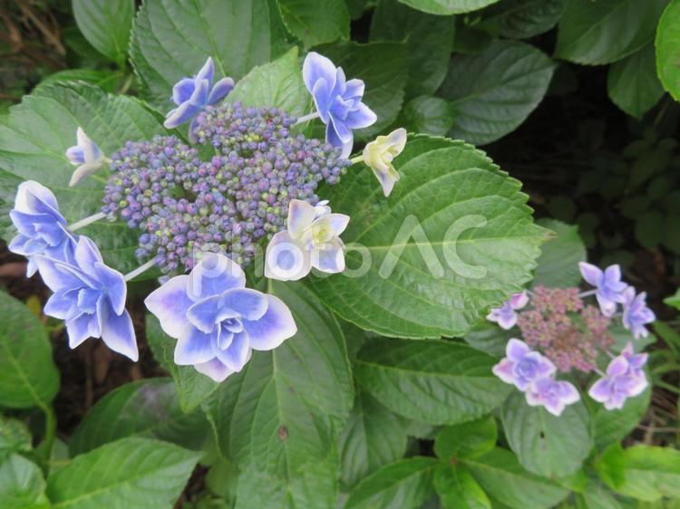 アジサイ（こんぺいとう青） アジサイ,紫陽花,こんぺいとうの写真素材