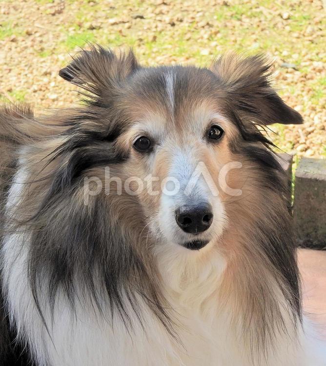 そろそろ美容院かな？ ペット,愛犬,犬の写真素材