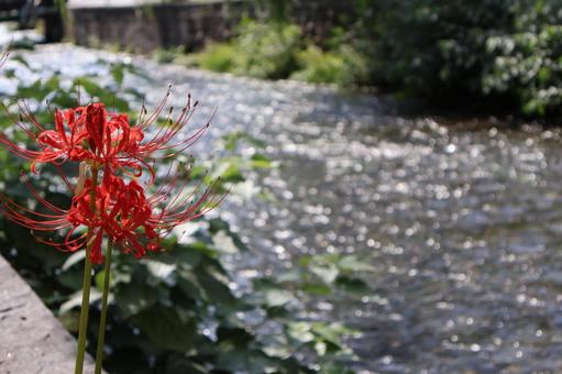 川辺に咲く赤い花びらの曼珠沙華の花 川辺に咲く赤い花びらの曼珠沙華の花の写真