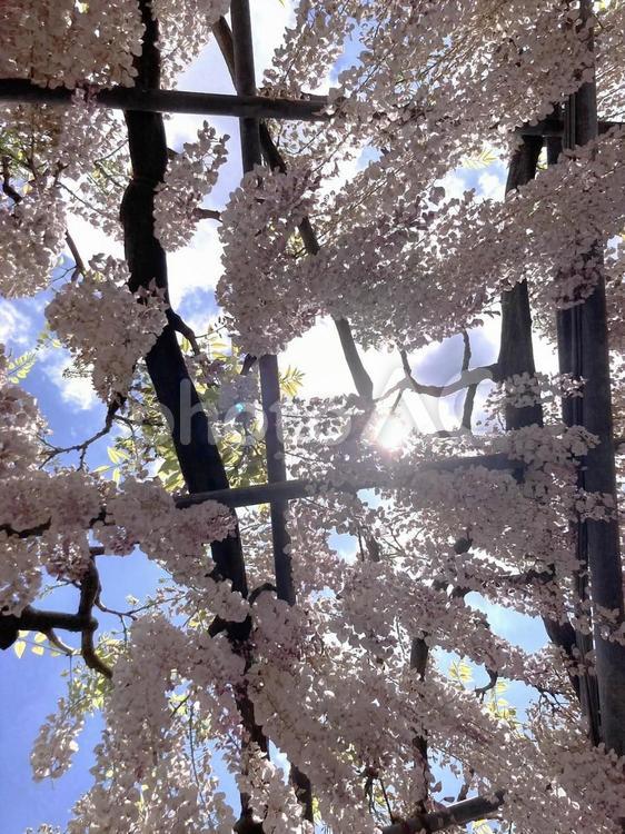 あしかがフラワーパークのフジ あしかがフラワーパーク,フジ,花の写真素材