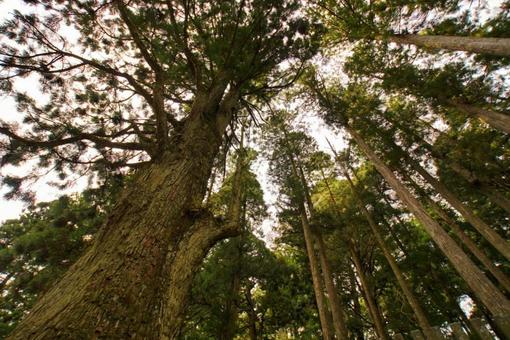 Looking up at the giant cedar tree, JPG Looking up at the giant cedar tree, JPG