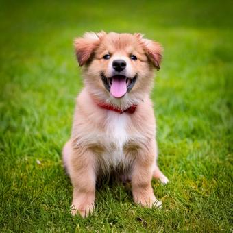 笑っている子犬 笑っている子犬の写真