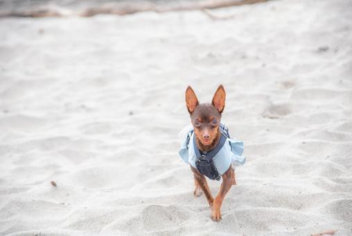 砂浜を走る犬 砂浜を走る犬 犬,イヌ,dogの写真素材