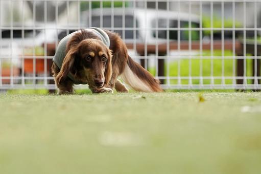 ドッグランのワンコ（ミニチュアダックス） 犬,ミニチュアダックス,ダックスフンドの写真素材
