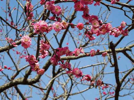 春を告げる紅梅の咲く枝先 梅,紅梅,花の写真素材