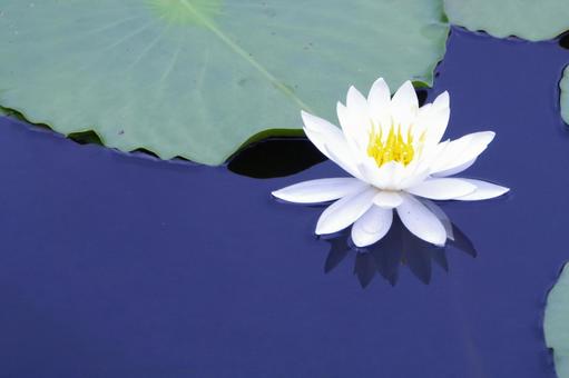 Water lily, JPG