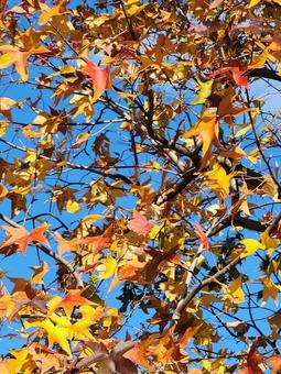紅葉の木 カエデ,紅葉,もみじの写真素材