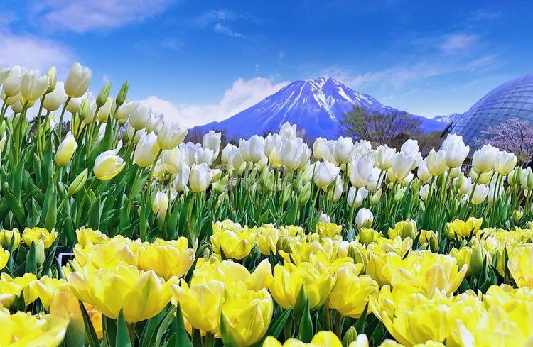チューリップ花壇と大山/とっとり花回廊 チューリップ,春,花の写真素材