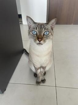 Staring cat, JPG