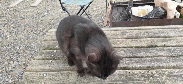 黒猫6 黒猫6の写真