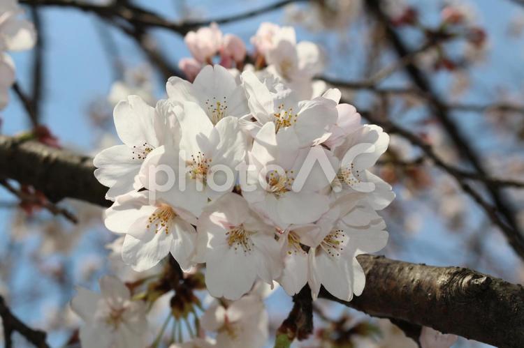 桜のぼんぼり 桜,花,春の写真素材