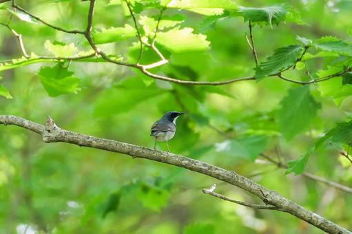 新緑の森の中のコルリ 新緑の森の中のコルリ 野鳥,鳥,自然の写真素材