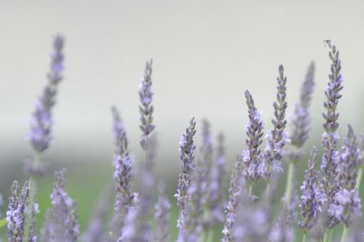 Photo, 퍼플, 라벤더, 허브, 