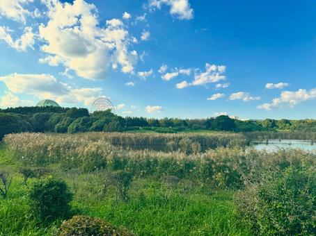 葛西臨海公園 ススキのある風景 葛西臨海公園 ススキのある風景 葛西臨海公園,ススキ,秋の写真素材