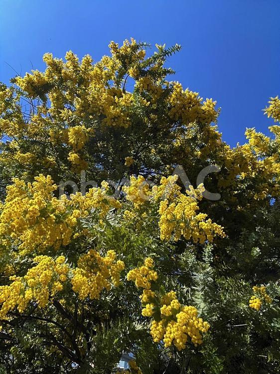 ミモザ　mimosa　ミモサ花 マメ科オジギソウ属,ミモザ,mimosaの写真素材