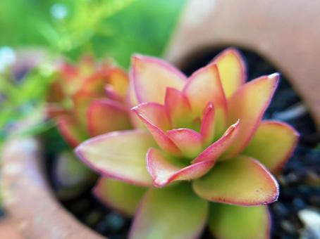 Photo, succulent plants, leaf, reef, 