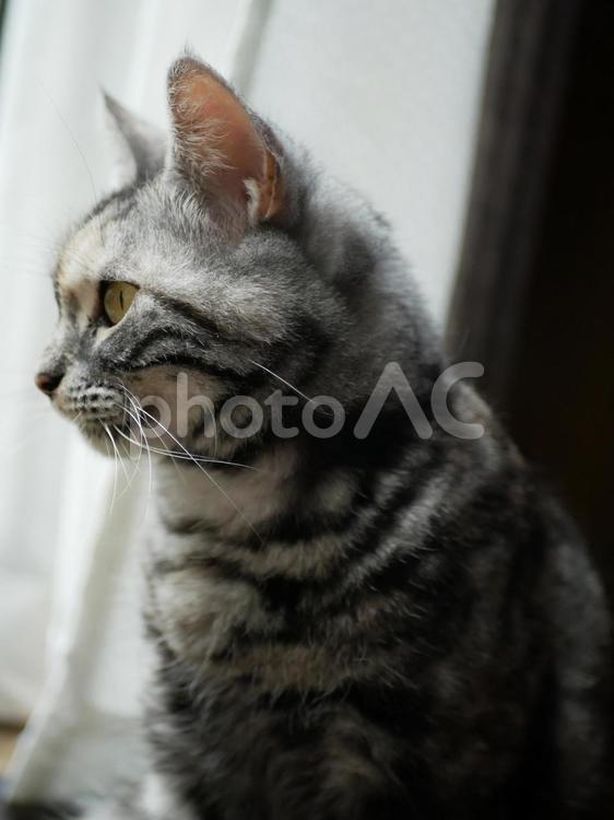 アメショのくーちゃん 動物,ねこ,ネコの写真素材
