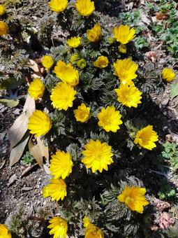 春の福の黄色い花 福寿草,花,フクジュソウの写真素材