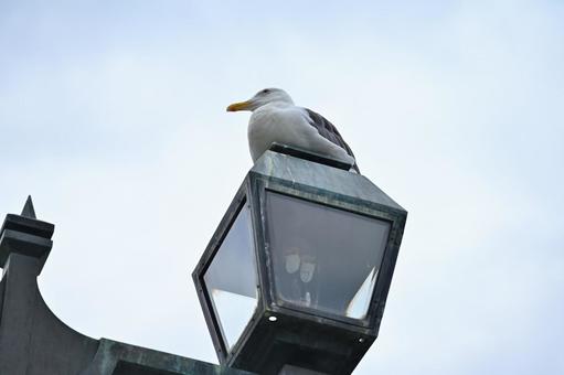 レトロな街灯の上でくつろぐ海鳥 レトロな街灯の上でくつろぐ海鳥の写真