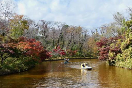 横浜, こどもの国の白鳥湖と紅葉 紅葉,こどもの国,白鳥湖の写真素材