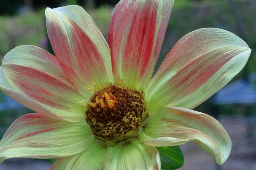 色鮮やかな大輪 色鮮やかな大輪 ダリア,花,キク科の植物の写真素材
