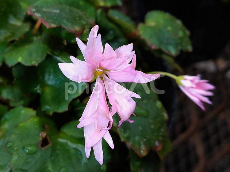 ピンクの大文字草 大文字草,花,はなの写真素材