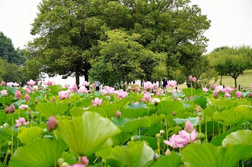 蓮が咲き誇る風景 蓮が咲き誇る風景の写真