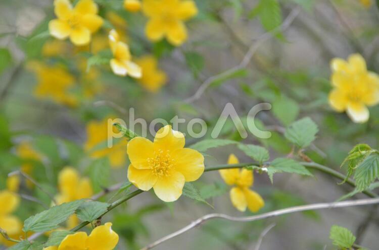 黄色い花 花,黄色,緑の写真素材