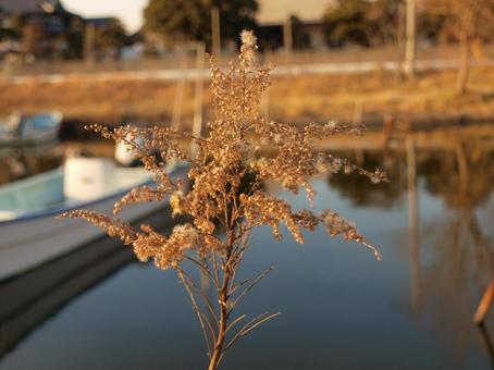 夕日をあびた植物 夕日をあびた植物の写真