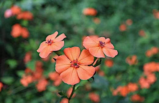 フシグロセンノウの花 フシグロセンノウの花の写真