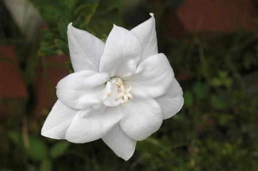 白いキキョウの花 白いキキョウの花 植物,花,ききょうの写真素材