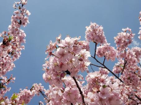 cherry blossoms, JPG